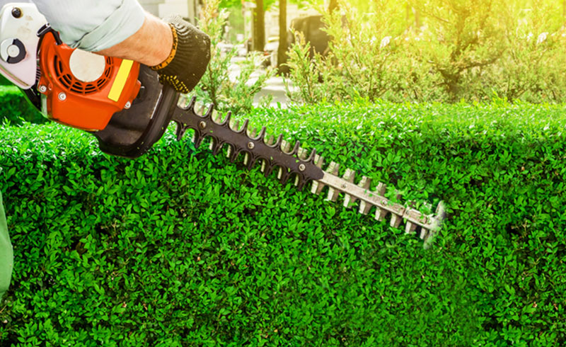 Hedge Trimming Service in Brisbane